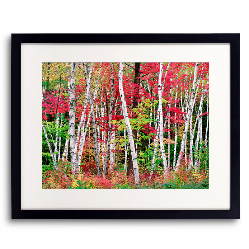 New Hampshire Autumn Forest Print by Bruce Heinemann, Black Framed Paper, White, 30" H x 39" W