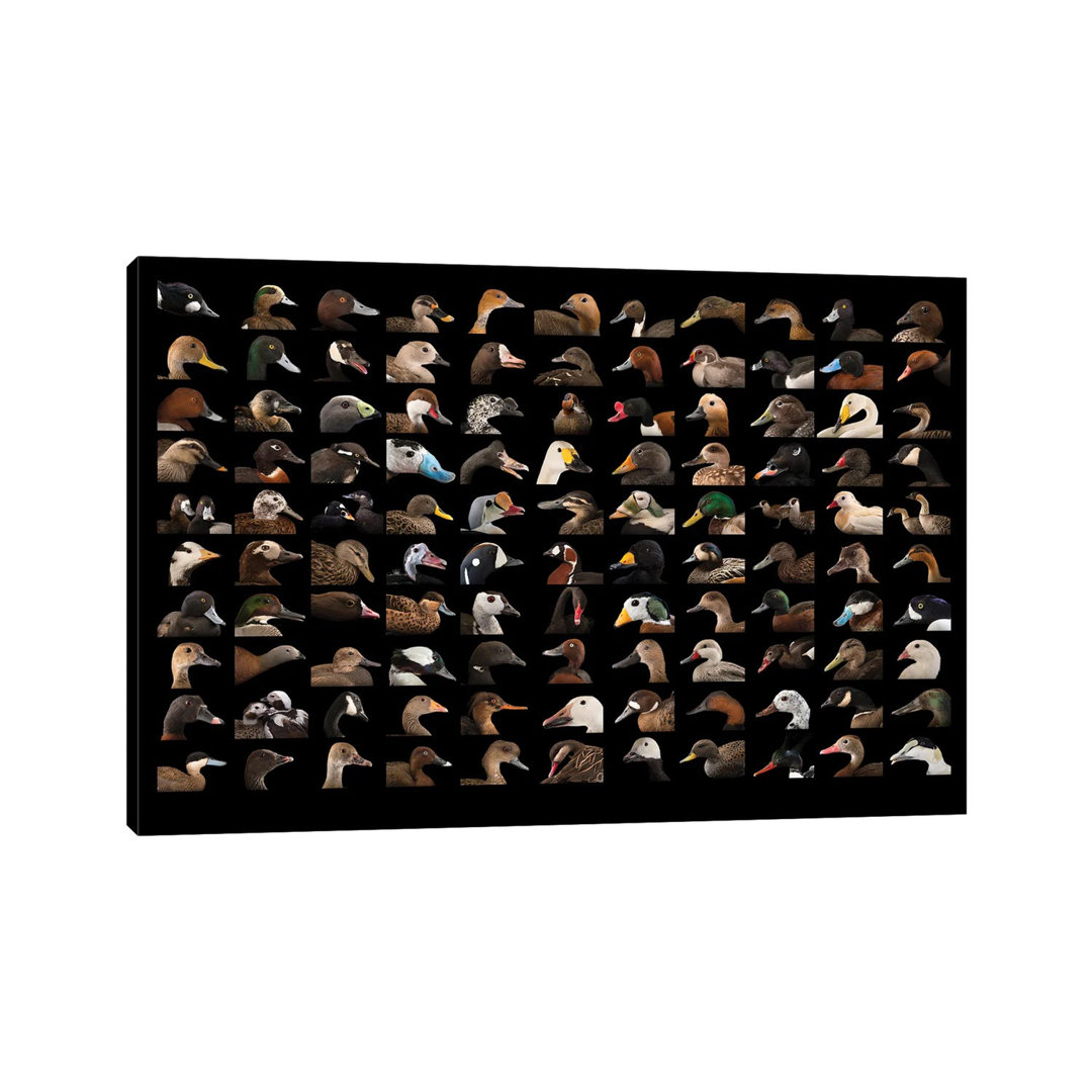 A Composite Of 110 Species Of Ducks And Geese von Joel Sartore - Gallery-Wrapped Canvas Giclée