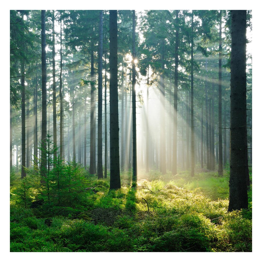 Matte Fototapete Erleuchteter Wald 3,36 m x 336 cm