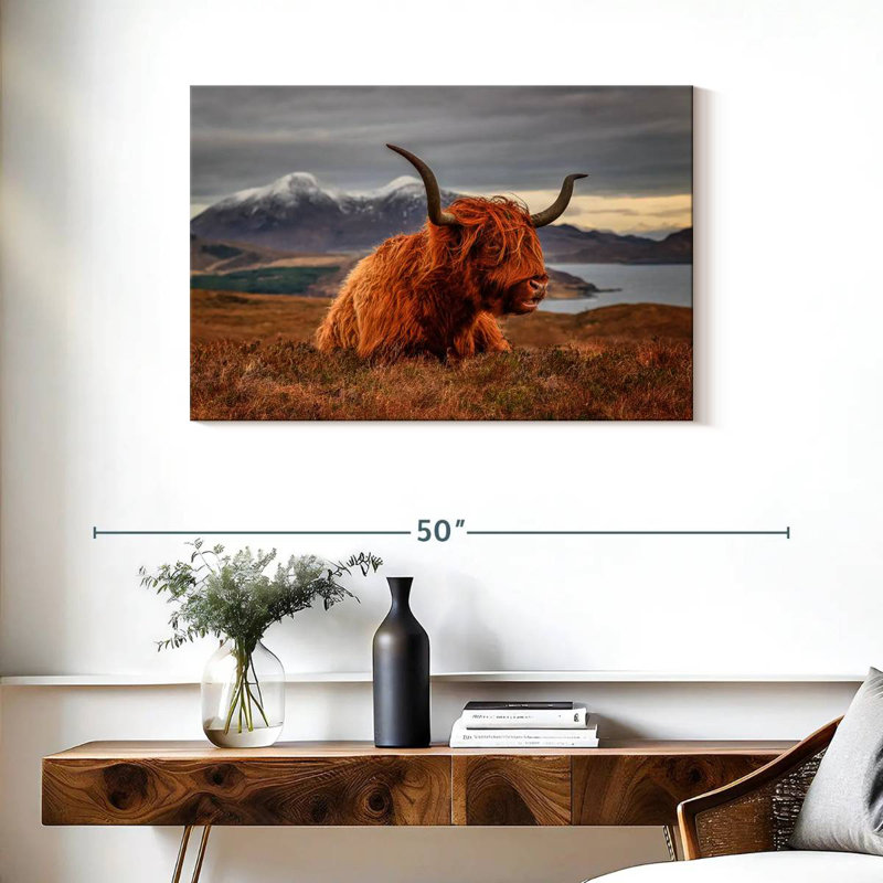 Vache Highland sentant le vent, H 24 po x l 36 po