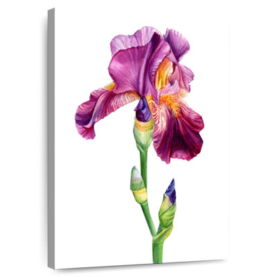 Harnek, belle fleur d'iris