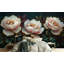 Adhésif mural pivoine rose sur fond foncé-1330468899