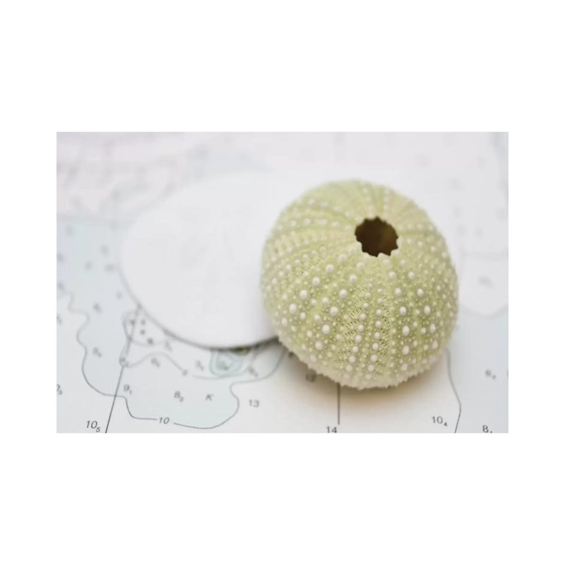 Nautical Urchin by Savanah Plank - Gallery-Wrapped Canvas Giclée on Canvas, 20.32 cm H x 30.48 cm W, Canvas