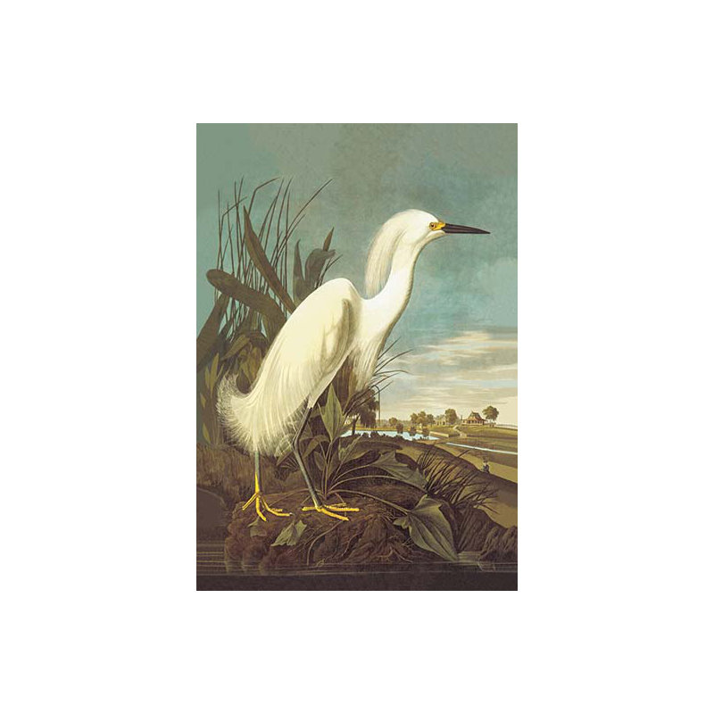 "snowy aigrette" par john james audubon, impression