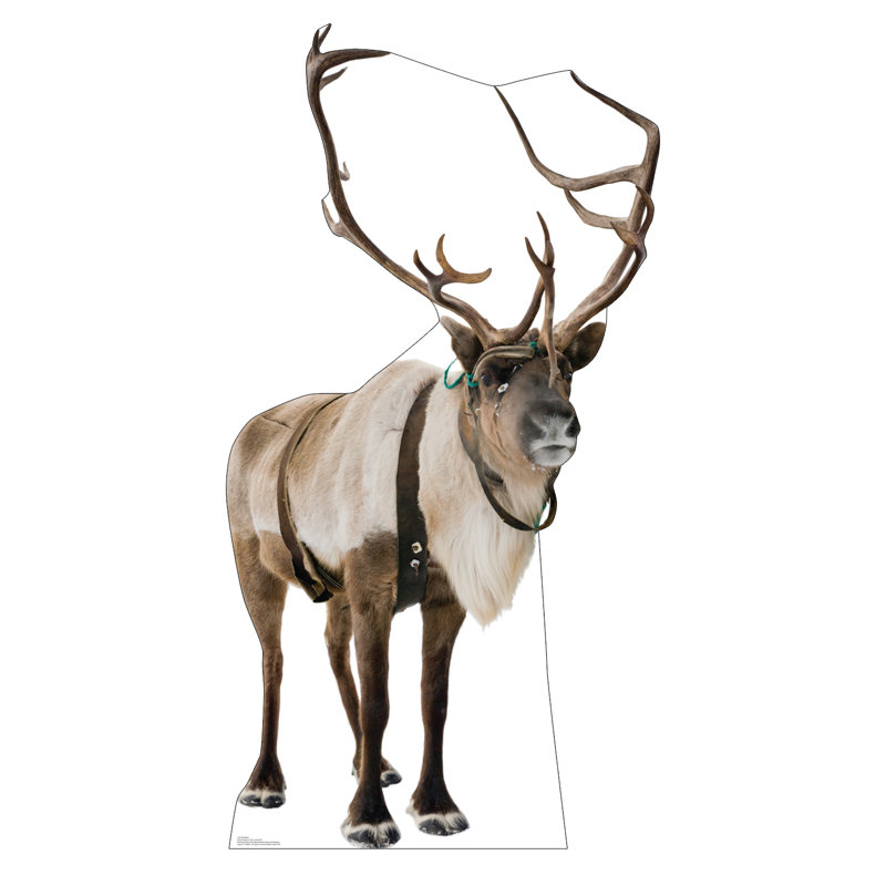Reindeer