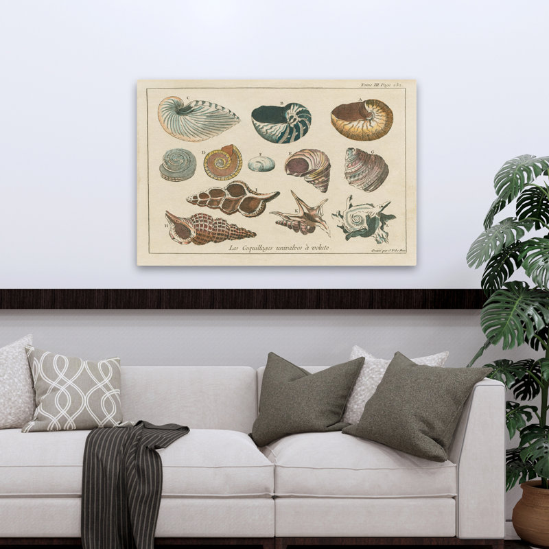 Gravures de coquillages traditionnelles et rétro I, H 48 po x l 32 po