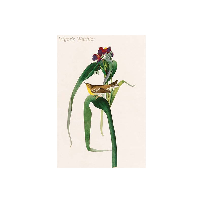 « warbler » par john audubon-impression d’art graphique, H 36 po x l 24 po x P 1,5 po