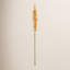 46-Inch Eremurus Stem