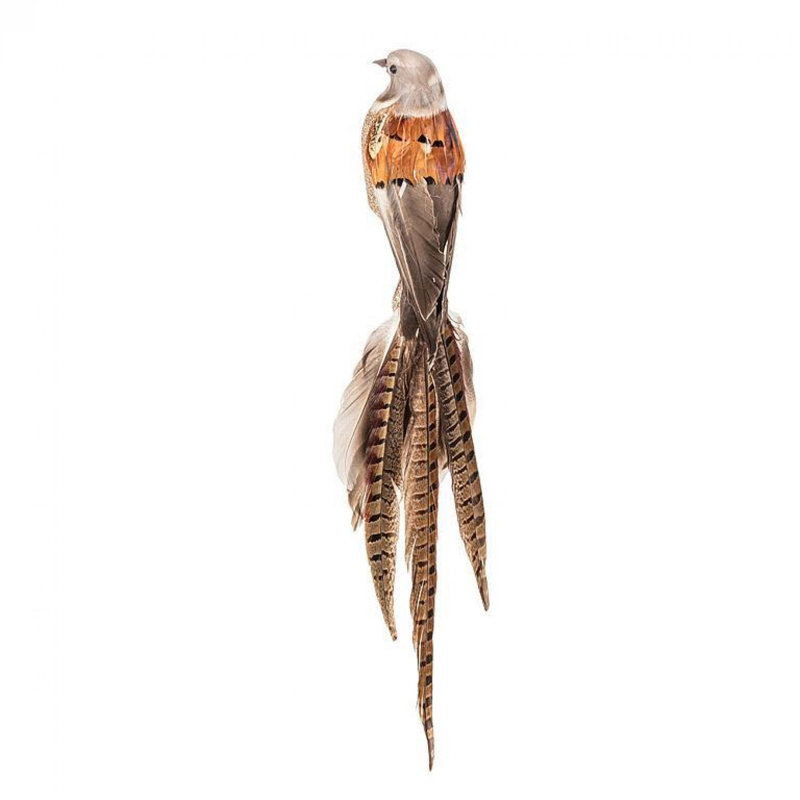 Oiseau avec une longue queue en plumes et une pince