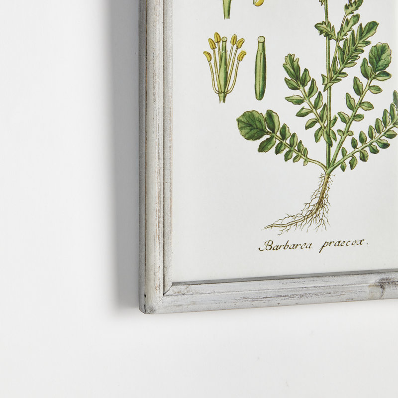 Andel Perennial Botanical Study - Ensemble de 6 peintures encadrées