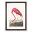 Pink Flamingo by John Audubon - Picture Frame Painting Print-55584064-55584065