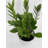 Primrue Byrd Live Zz Plant/Zanzibar Gem/Eternity Plant Plant in Plastic Pot