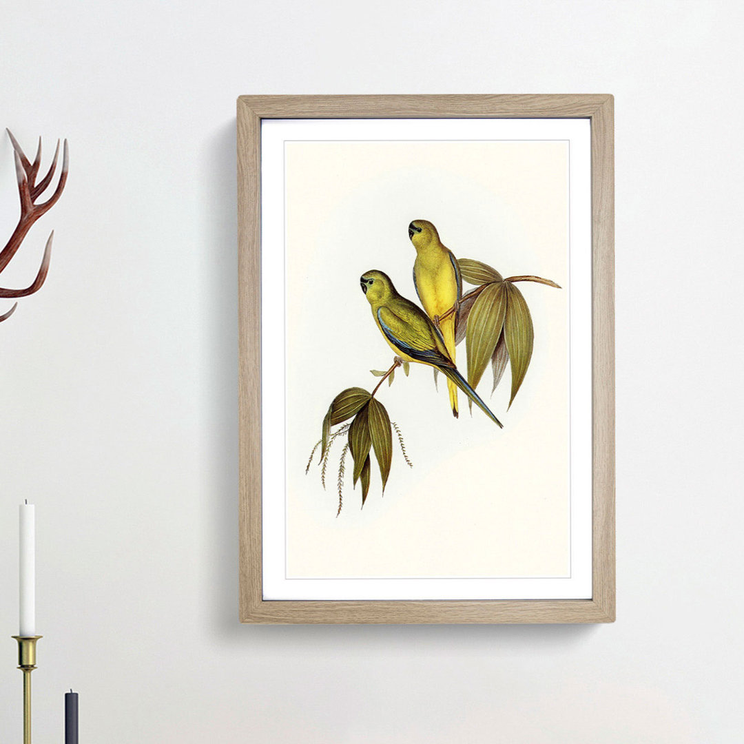 Rock Grass-Parakeets by Elizabeth Gould - Picture Frame Painting Print