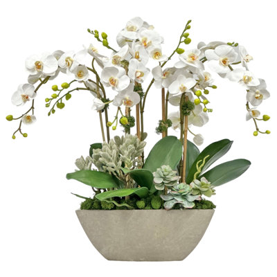ORCHID SUCCULENT IN PLANTER