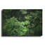 «Rainforest Canopy» par Nicklas Gustafsson-101602671