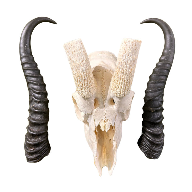 Aswath Real Springbok Antelope Skull