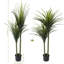 59,06 po Dracaena