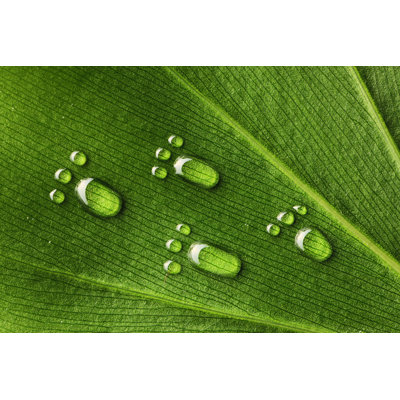 " Green Leaf " by Haveseen