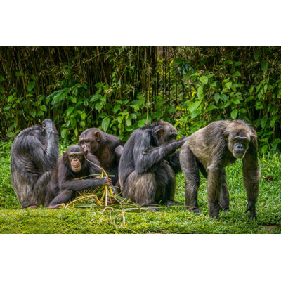 A Humorous Portrait Of A Group Of Chimps In A Rainforest Setting by Cheryl Ramalho - Wrapped Canvas Print