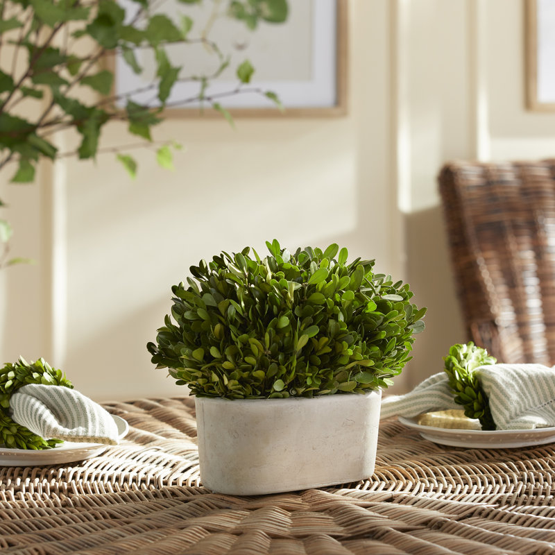 Thisbe 9'' Boxwood Topiary in Ceramic Pot