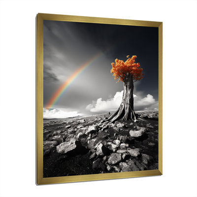 " Rainbow Grayscale Arc over Orange Tree " Color Photography Print