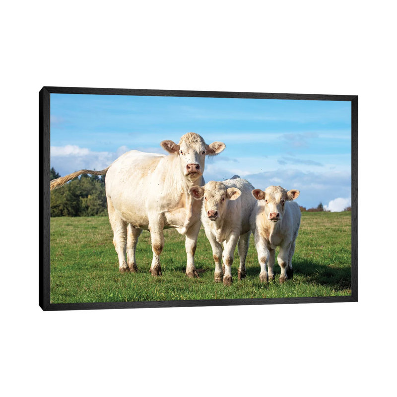 White Cow And Her Calves by Clara Bastian - Print on Canvas, 66.04cm H x 101.6cm W x 3.81cm D, Black Framed