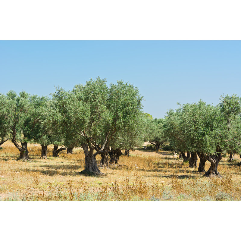" Olive Grove " by Gkuna, 12" W x 8" H
