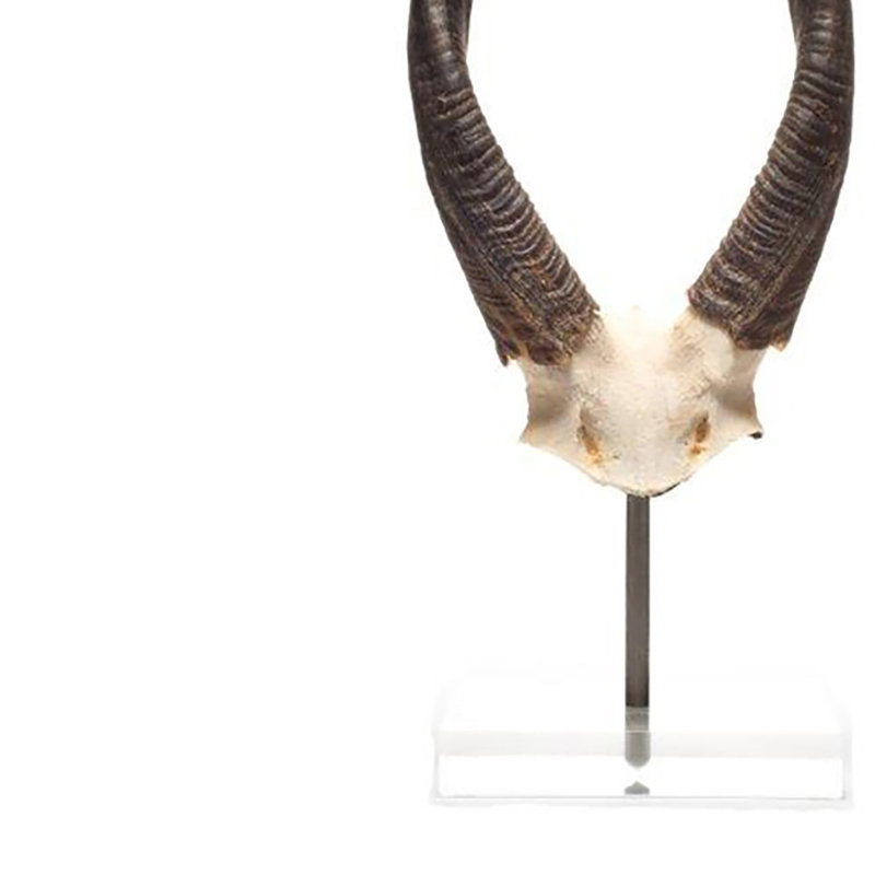 African Bushbock V-Skull on Lucite Stand