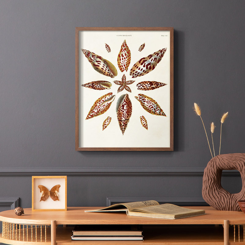 Spiral Shell Formation I, reproduction encadrée - bois massif, Brun, H 14 po x l 11 po
