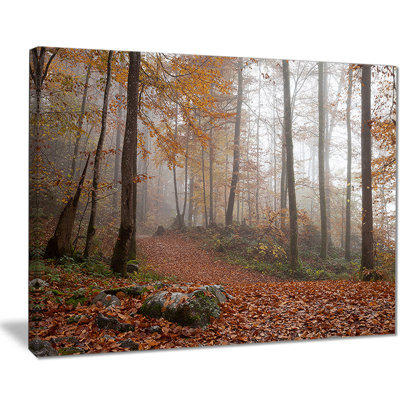 " Autumn Forest In Germany "