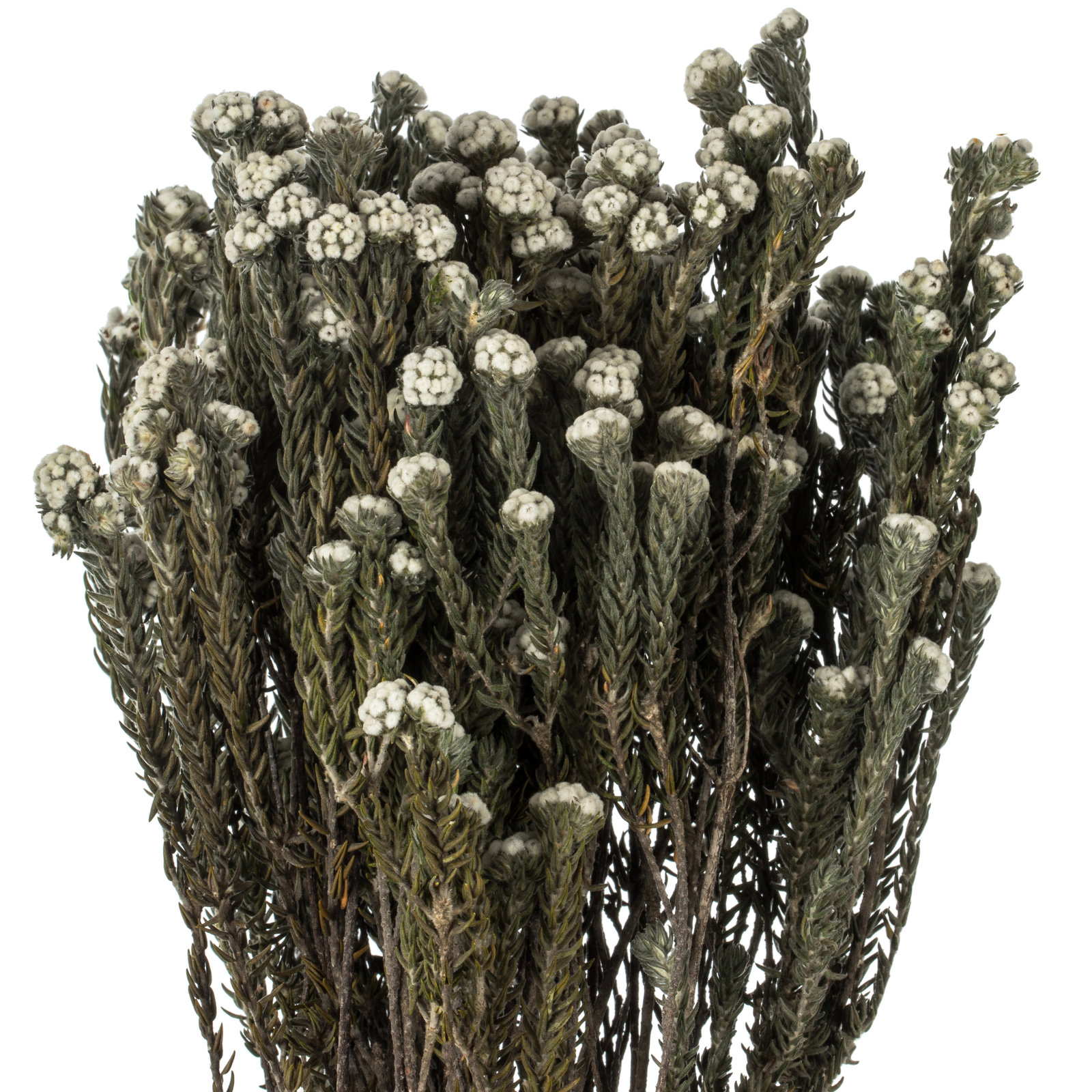 Vickerman 16" Cotton Phylica Plant, Brown