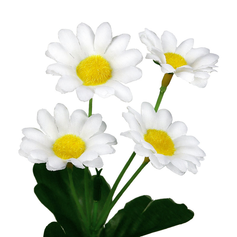 Daisy Arrangement, White