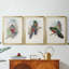 Gould Tropical Birds IV - Toile tendue avec châssis sur mesure - 3 pièces-934102952-934101116