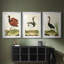 Heron Portrait IV - reproduction encadrée sur mesure de qualité supérieure mate - 3 pièces-1822660505-1822660509