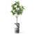 Tree Ring Gray
