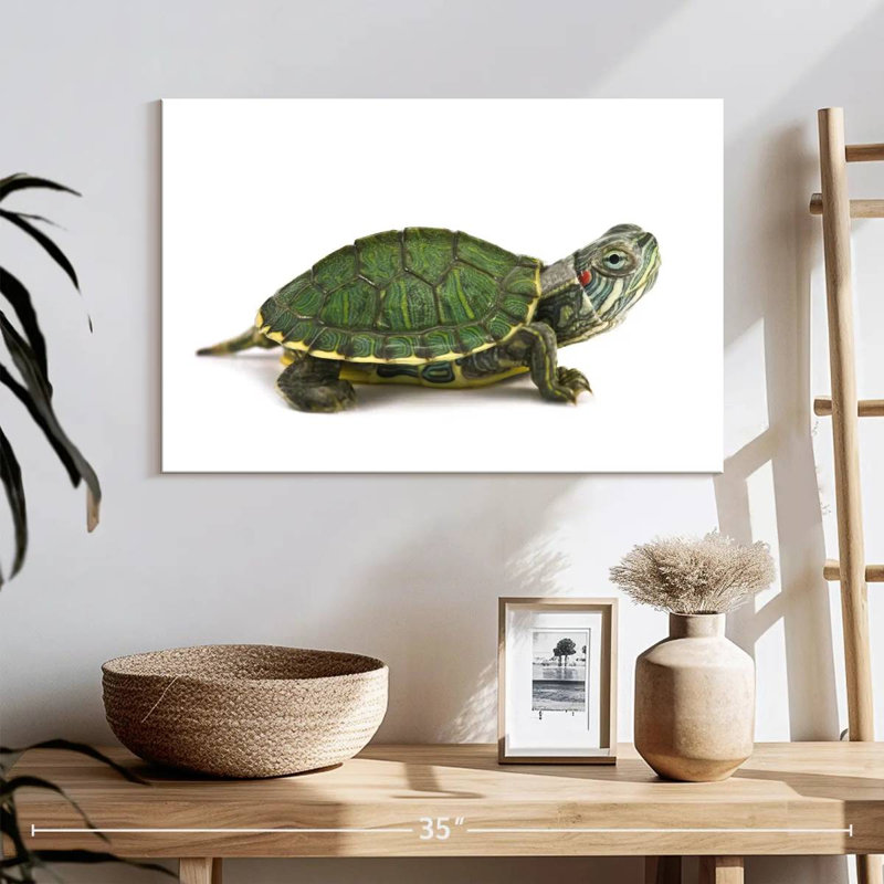 Red Eared Turtle, 16" H x 24" W
