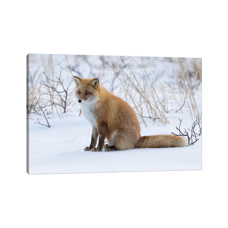 Red Fox Sitting In Snow by Darrell Gulin - Wrapped Canvas Print, 66.04 cm H x 45.72 cm W x 3.175 cm D
