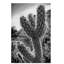 «Cactus Close Up», reproduction de photo sur toile tendue-30356934