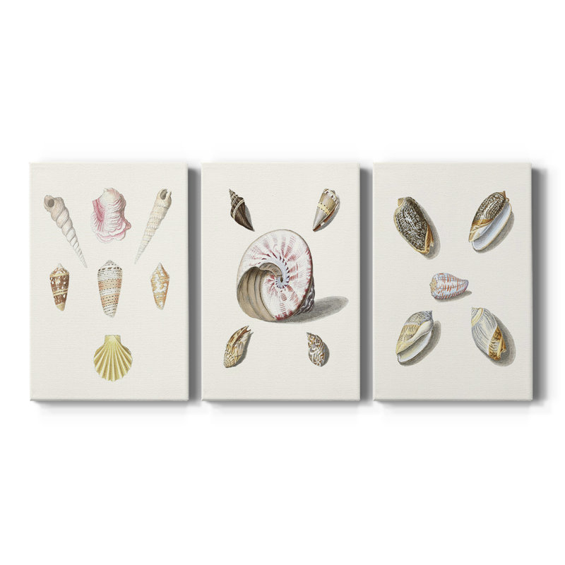 Pastel Knorr Shells I - Toile tendue sur mesure avec châssis - 3 pièces, H 12 po x l 24 po