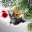 Boston Terrier Dog Angel Holiday Ornament