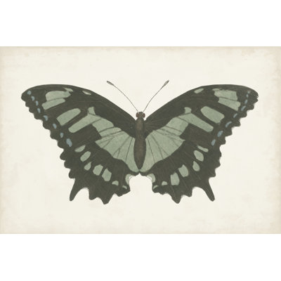 «Beautiful Butterfly II» par Vision Studio, impression sur toile tendue