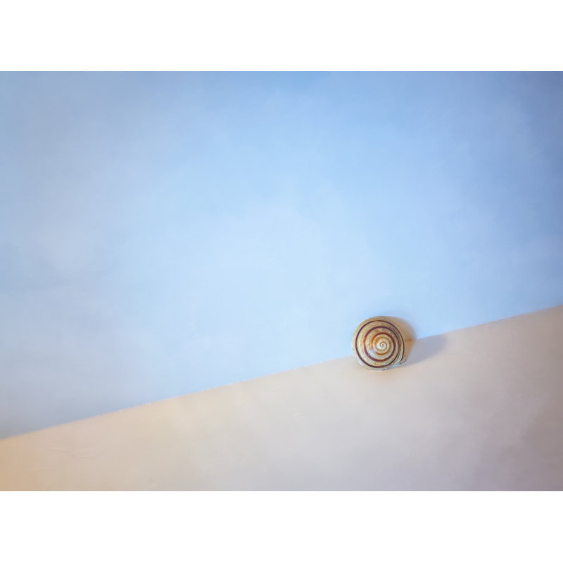 Seashell By The Seashore Print by Scott Norris, Black Framed Paper, 25.25" H x 31.25" W
