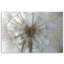 Dandelion Plants Nature - No Frame Print on Canvas-98484067
