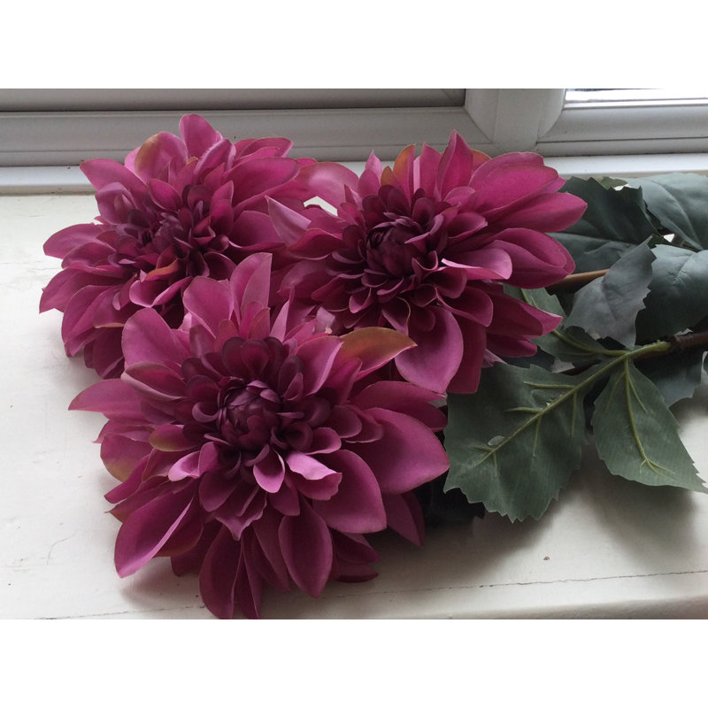 Dahlia, Mauve