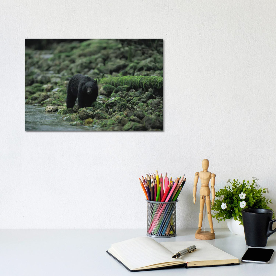 Ein Schwarzbär beim Fischen im Clayoquot Sound von Joel Sartore - Galerie-verpackte Leinwand Giclée auf Leinwand