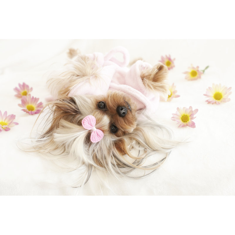 Yorkshire Terrier At The Spa by Liliboas - No Frame Print on Canvas, 61cm H x 91cm W