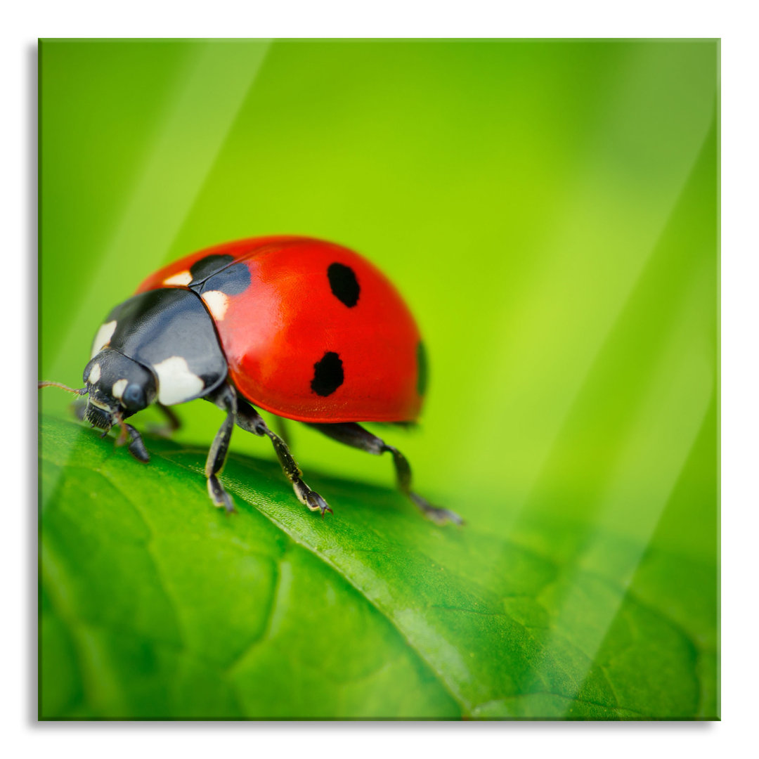 Ungerahmtes Foto auf Glas "Ladybird on a Leaf"