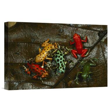 Strawberry Poison Frog Leggings (2 Colour Options) - XS-6XL (FREE SHIP