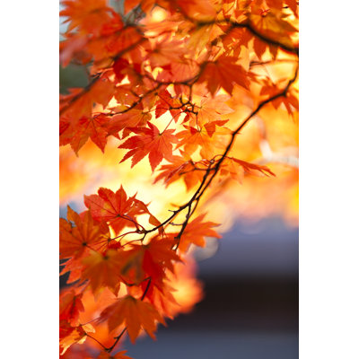 Couleurs vibrantes d'automne par Ooyoo