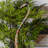 Wynn Metal Indoor Outdoor Tall Giraffe Decorative Sculpture with Detailed Embossed Scrollwork